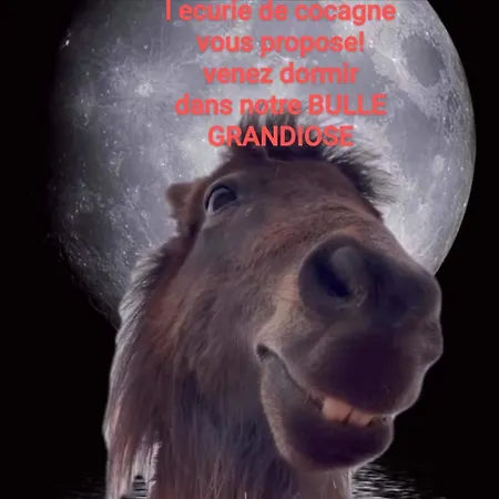 ラグジュアリーテント Dans Bulle La Tete Dans Les Etoiles *
